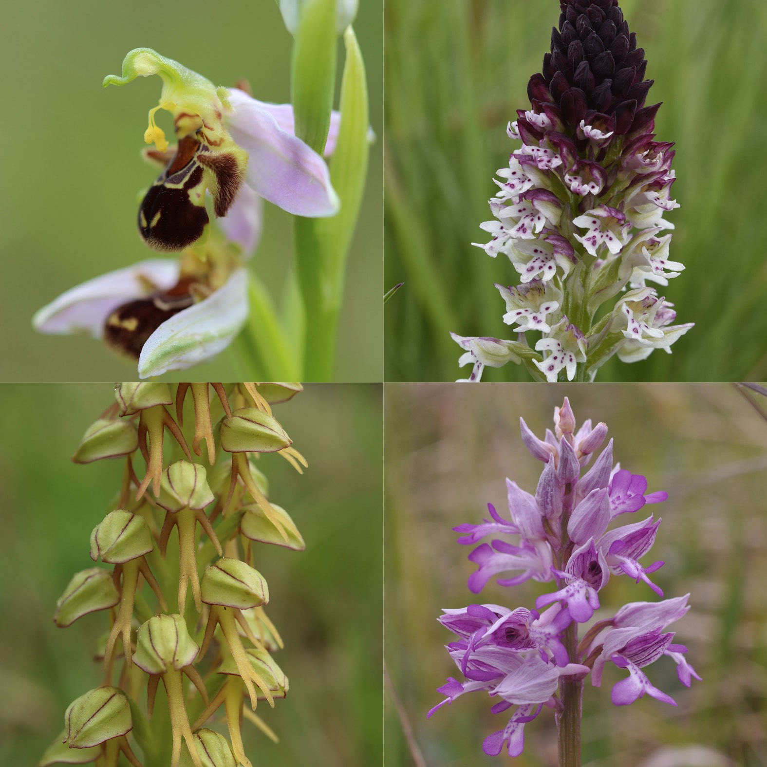 Vous aimez la nature ? Participez à l’inventaire des orchidées sauvages