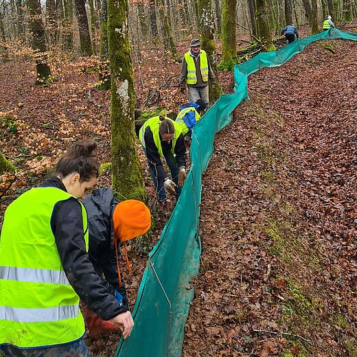 Les grenouilles, tritons, salamandres et crapauds ont besoin de vous !